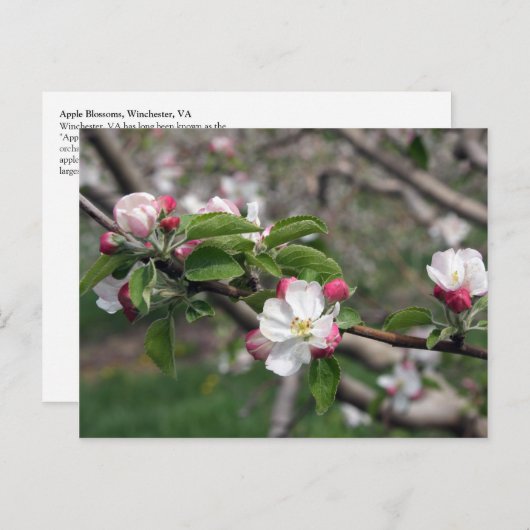 01 Apple Blossoms Winchester VA Postcard Postkarte (Vorne/Hinten)