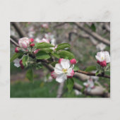 01 Apple Blossoms Winchester VA Postcard Postkarte (Vorderseite)