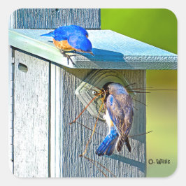 020 Bluebird Nesting Sticker 1.5x1.5 Blatt 20