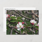 02 Apple Blossoms Winchester VA Postcard Postkarte (Vorne/Hinten)