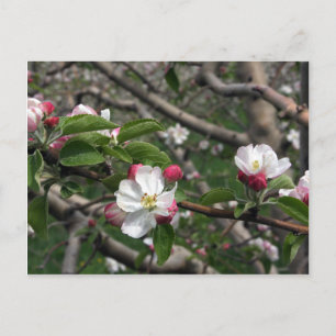 02 Apple Blossoms Winchester VA Postcard Postkarte