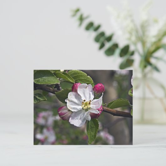 03 Apple Blossoms Winchester VA Postcard Postkarte (Stehend Vorderseite)