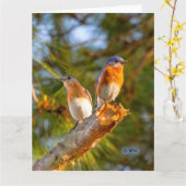 040 Lech der Drossel-Umwerbungs-großer Karte (Gelbe Blume)