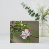 04 Apple Blossoms Winchester VA Postcard Postkarte (Stehend Vorderseite)