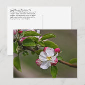 04 Apple Blossoms Winchester VA Postcard Postkarte (Vorne/Hinten)