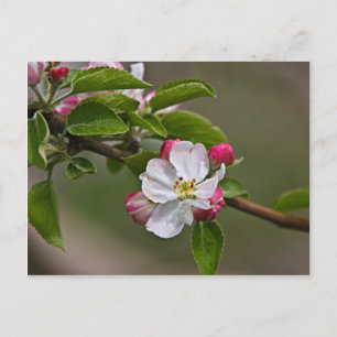 04 Apple Blossoms Winchester VA Postcard Postkarte