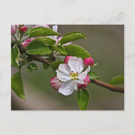 04 Apple Blossoms Winchester VA Postcard Postkarte (Vorderseite)