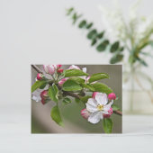 05 Apple Blossoms Winchester VA Postcard Postkarte (Stehend Vorderseite)
