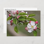 05 Apple Blossoms Winchester VA Postcard Postkarte (Vorne/Hinten)