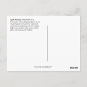 05 Apple Blossoms Winchester VA Postcard Postkarte (Rückseite)