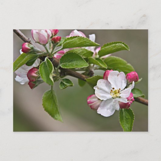 05 Apple Blossoms Winchester VA Postcard Postkarte (Vorderseite)