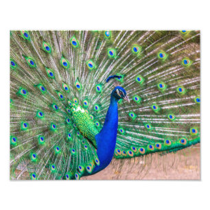 0601-Peacock Fotodruck