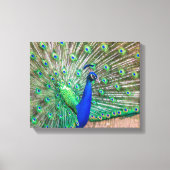 0601-Peacock Leinwanddruck (Vorderseite)