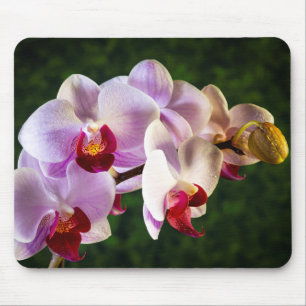 0834-Rosa Orchideen Mousepad