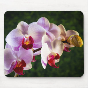 0834-Rosa Orchideen Mousepad