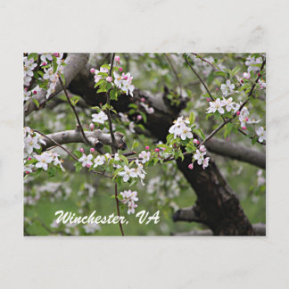 09 Apple Blossoms Winchester VA Postcard Postkarte