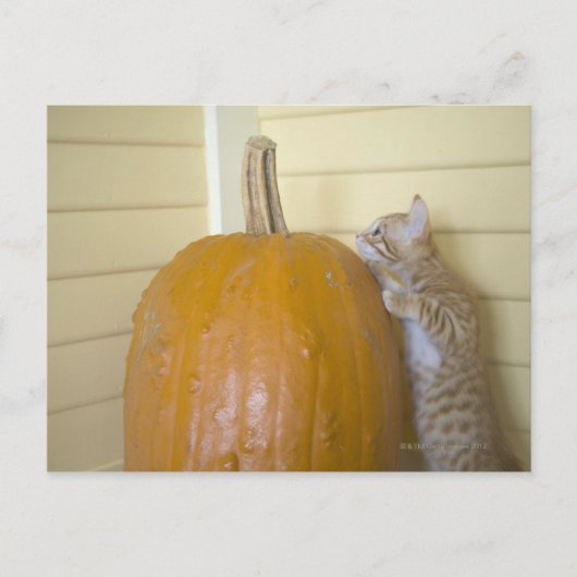 0 POSTKARTE (Vorderseite)