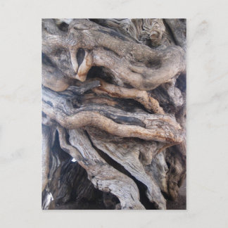 1000 Jahre älter Olivenbaum Postkarte