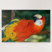 1000 Stück Scarlet Macaw Puzzle (Horizontal)