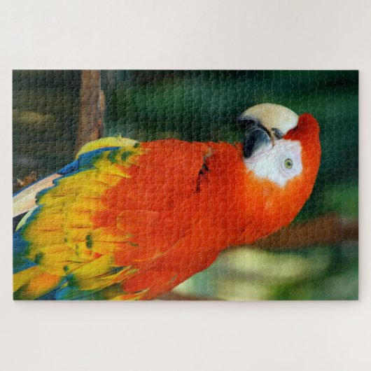 1000 Stück Scarlet Macaw Puzzle (Horizontal)