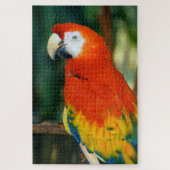 1000 Stück Scarlet Macaw Puzzle (Vertikal)