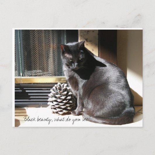 100_0305, Black Beauty, what do you see? Postkarte (Vorderseite)