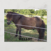 100_0376, HELLO!! POSTKARTE (Vorderseite)