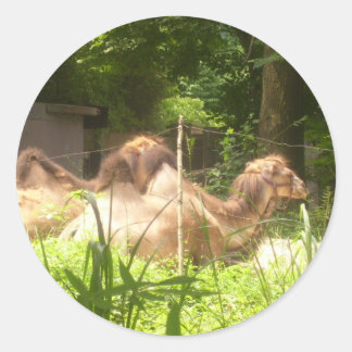 100_1373 - Camel Stickers