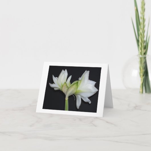 100_1530 Amaryllis 2007 Karte (Vorderseite)