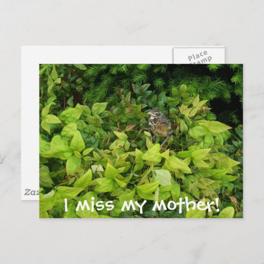 100_1805, ich vermisse meine Mutter! Postkarte (Vorne/Hinten)