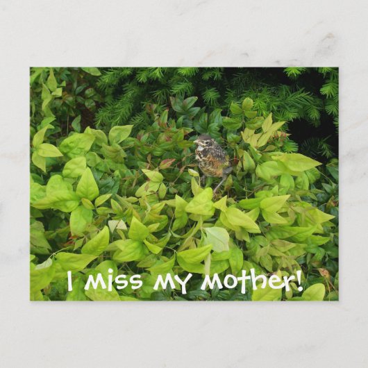 100_1805, ich vermisse meine Mutter! Postkarte (Vorderseite)