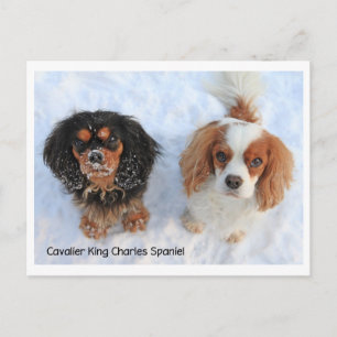 1011-M-swissdoggies 6 Postkarte