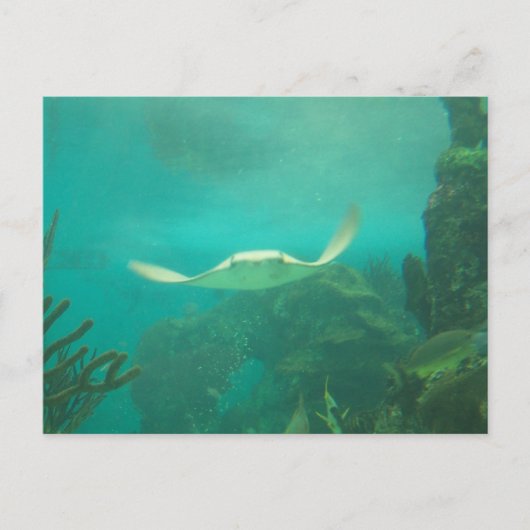 104_3660 - Postkarte mit Sting Ray (Vorderseite)