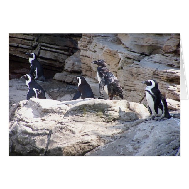 104_3669 - Pinguin-Postkarte (Vorderseite (Horizontal))