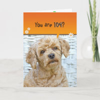 104. Geburtstag braunes Poodle auf Weide