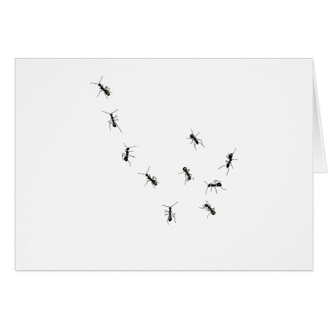 10 Ameisen (Vorderseite (Horizontal))