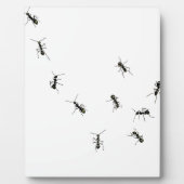 10 Ameisen Fotoplatte (Vorderseite)