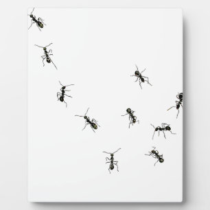 10 Ameisen Fotoplatte