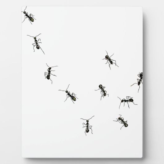 10 Ameisen Fotoplatte (Vorderseite)