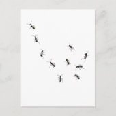10 Ameisen Postkarte (Vorderseite)