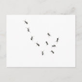 10 Ameisen Postkarte (Vorderseite)