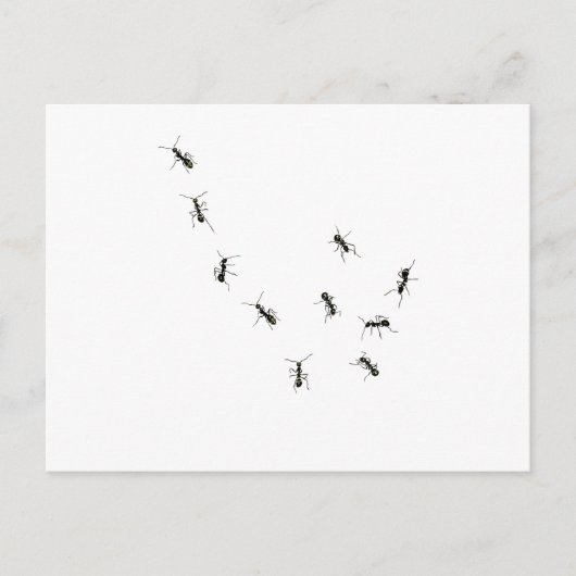 10 Ameisen Postkarte (Vorderseite)
