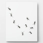 10 Ameisenplakette Fotoplatte (Vorderseite)