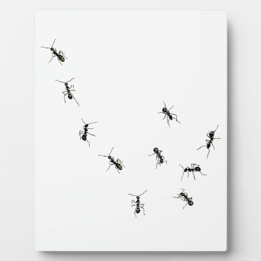 10 Ameisenplakette Fotoplatte (Vorderseite)
