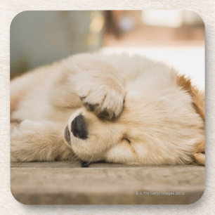 10-Wochen-alter Welpe, der seine Augen reibt Getränkeuntersetzer