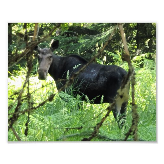 10" x8" Foto drucken || Moose Lunch v5 (Vorne)