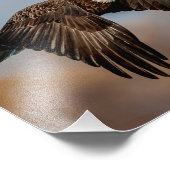 10 x 8 Adler im Flug Fotodruck (Ecke)