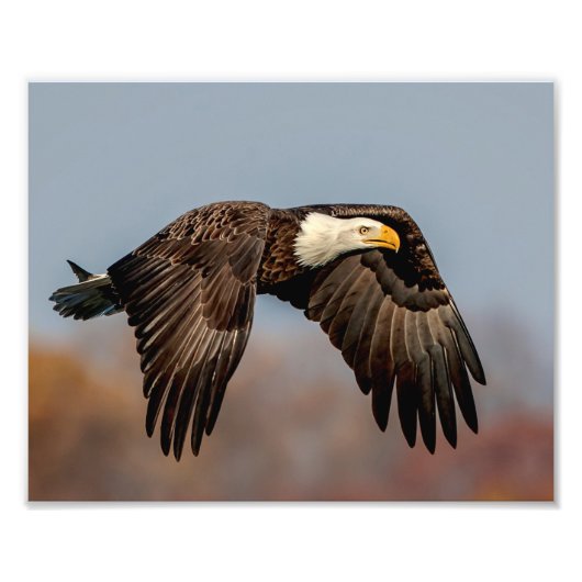 10 x 8 Adler im Flug Fotodruck (Vorne)