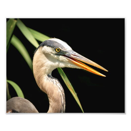 10 x 8 Great Blue Heron Fotodruck (Vorne)