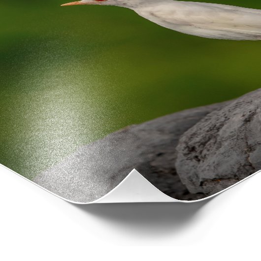 10x8 Albino Robin in Crown Point Fotodruck (Ecke)